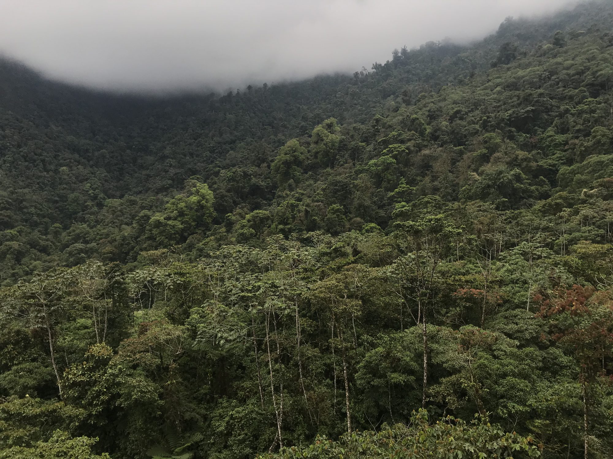 Conserve an acre of forest in Guatemala’s northern highlands - ValueWalk